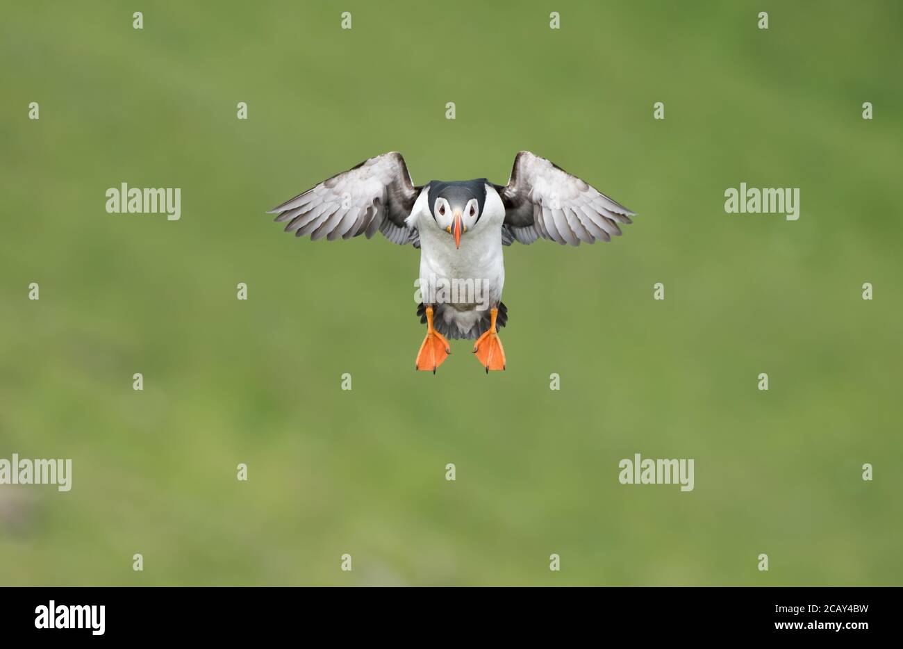 Atlantischer Papageientaucher im Flug, Hermaness, Unst, Shetland, Großbritannien Stockfoto