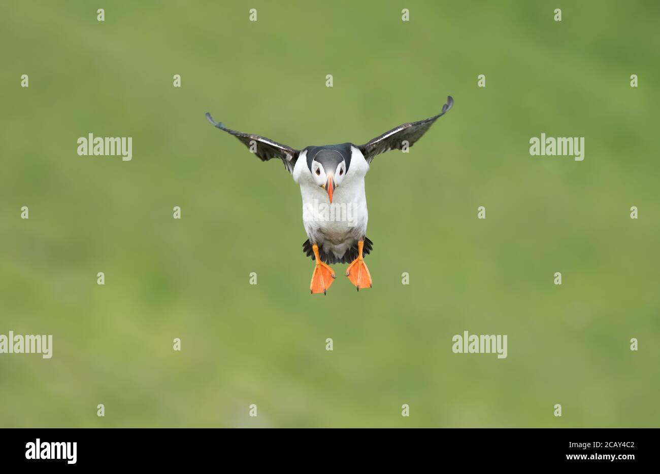 Atlantischer Papageientaucher im Flug, Hermaness, Unst, Shetland, Großbritannien Stockfoto