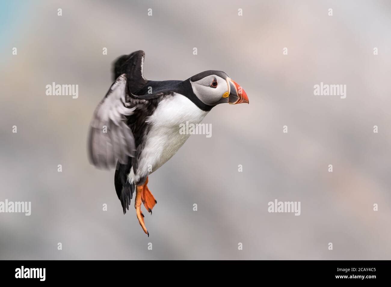 Atlantischer Papageientaucher im Flug, Hermaness, Unst, Shetland, Großbritannien Stockfoto
