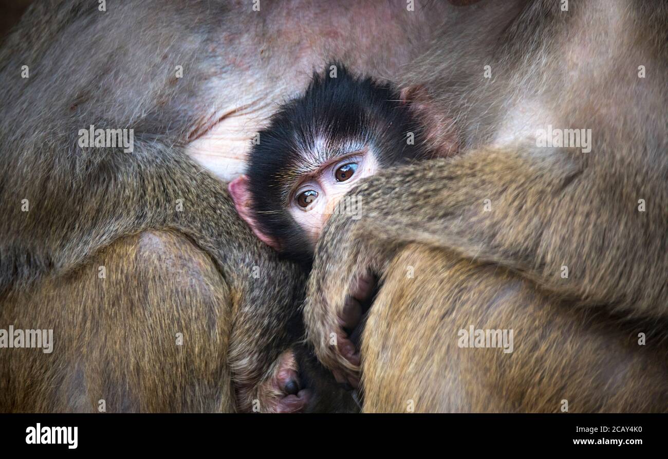 Ein Nahaufnahme Porträt eines bunten gelb weiß grau Affen Affe heiligen Pavian Papio hamadryas Primaten Familie männlich weiblich Kind Baby im Zoo sitzend, Th Stockfoto