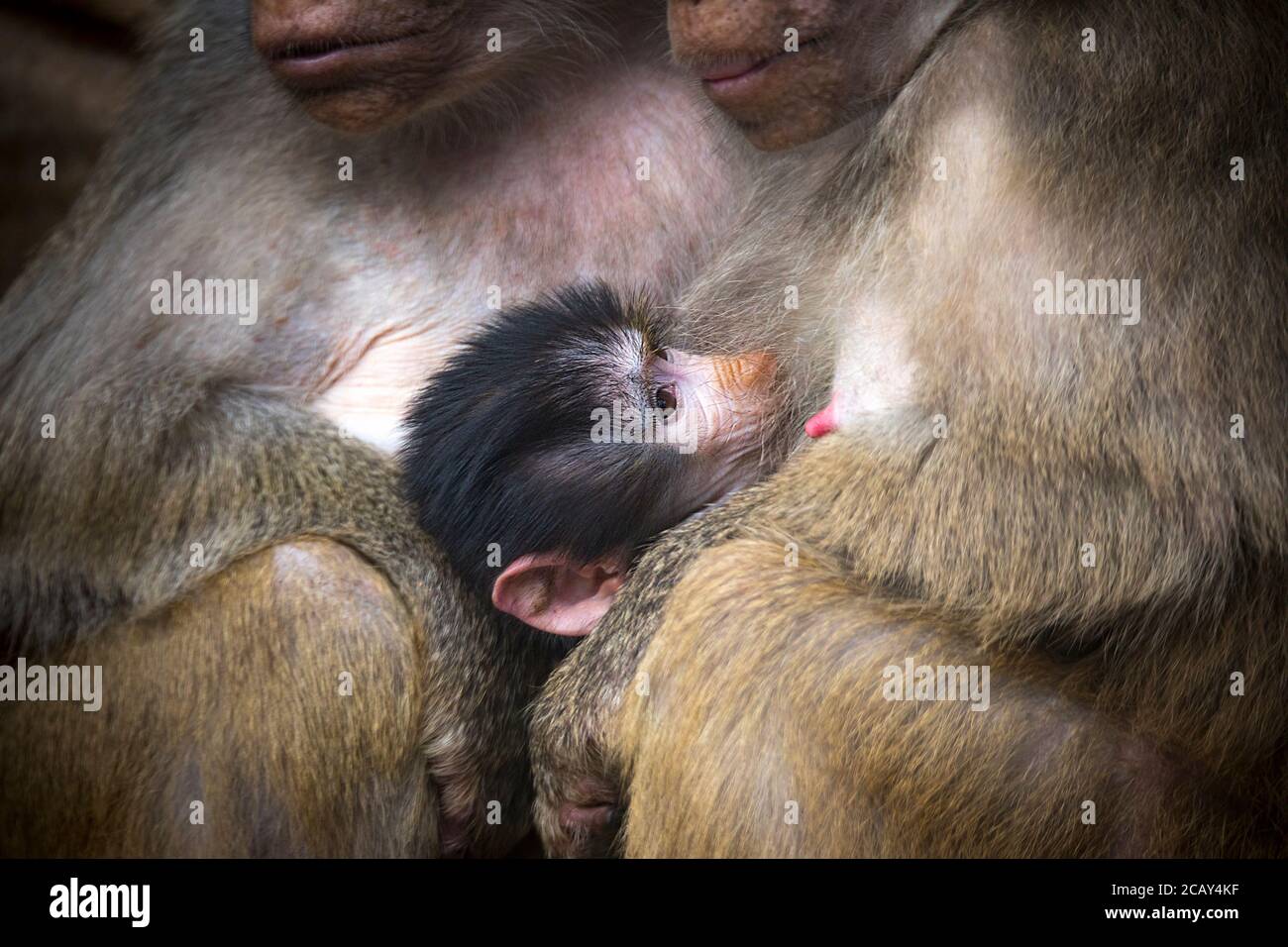 Ein Nahaufnahme Porträt eines bunten gelb weiß grau Affen Affe heiligen Pavian Papio hamadryas Primaten Familie männlich weiblich Kind Baby im Zoo sitzend, Th Stockfoto