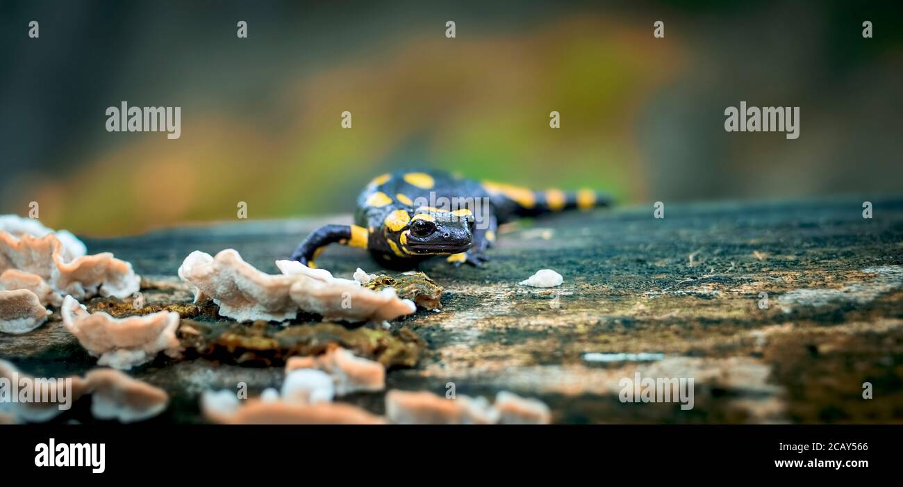 Feuersalamander in der natürlichen Umgebung, natürlichen Lebensraum, Nahaufnahme, Tierwelt, Salamandra salamandra, Tschechische Republik, Europa, das beste Foto Stockfoto
