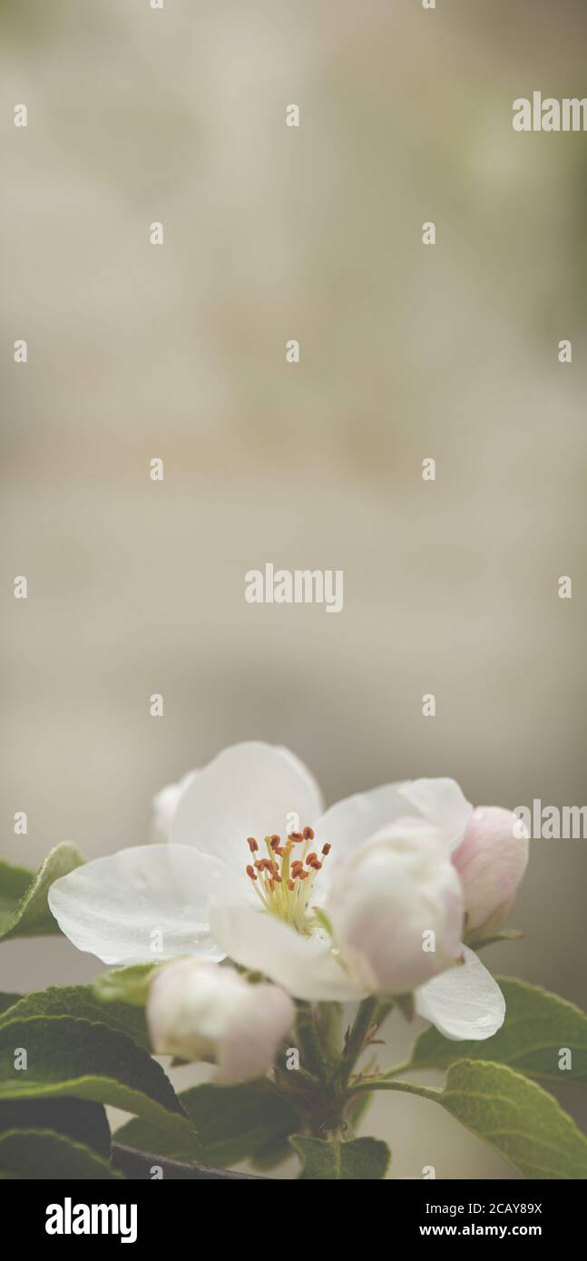 Schönen Frühling blühenden Apfelbaum Stockfoto