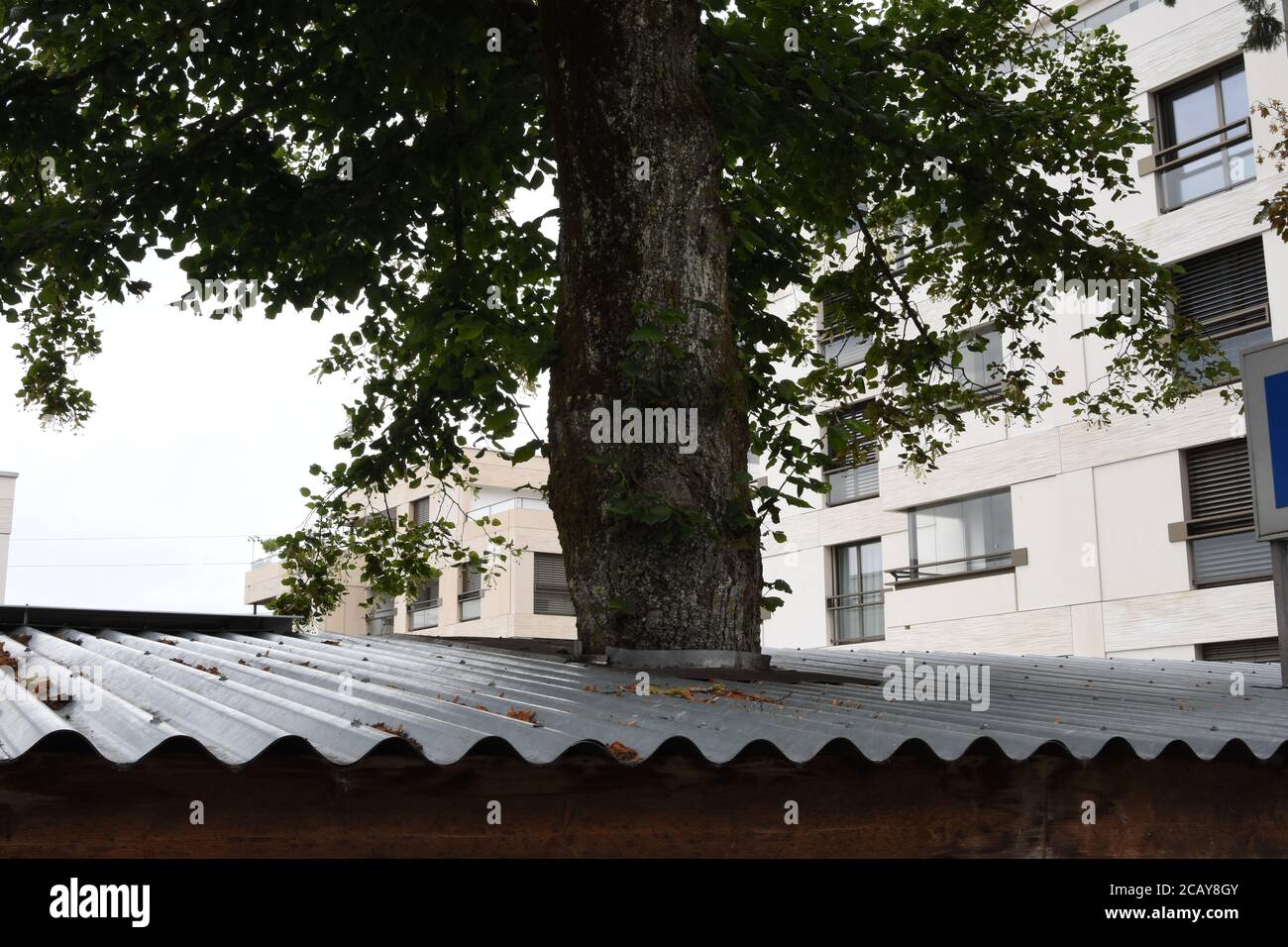 Ein dicker Stamm aus breitblättrigen Bäumen, der durch ein Wellblechdach in Uitikon, Kanton Zürich, in der Schweiz wächst. Im Hintergrund Haus mit Balkon. Stockfoto