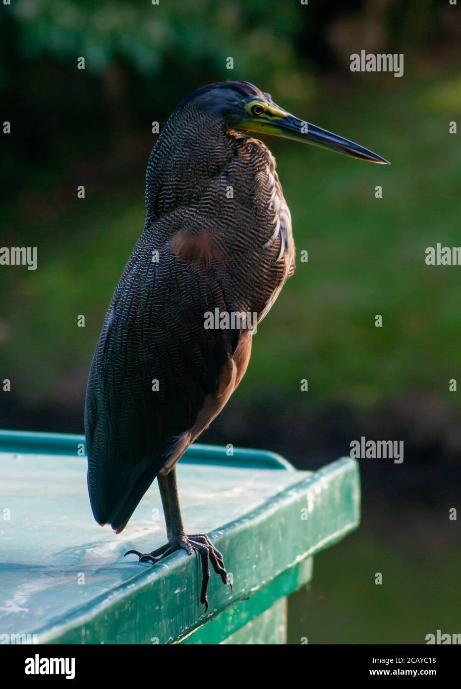Reiher beobachten auf einem Boot Stockfoto