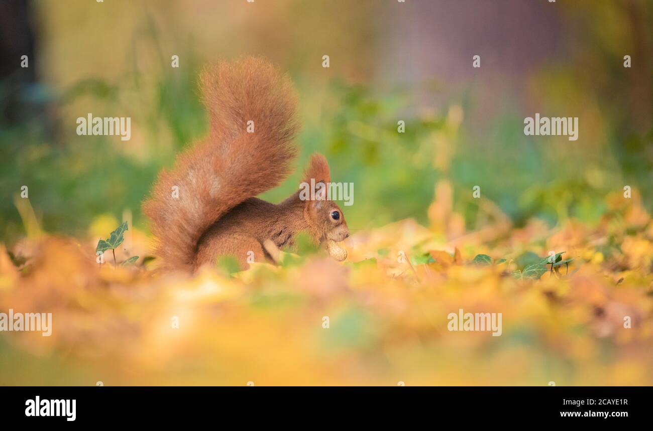 Eichhörnchen sitzt im Herbstpark Sonnenschein Herbstfarben auf dem Baum und sitzt auf dem Boden in Blättern, um ist schöne bunte Herbstblätter Stockfoto