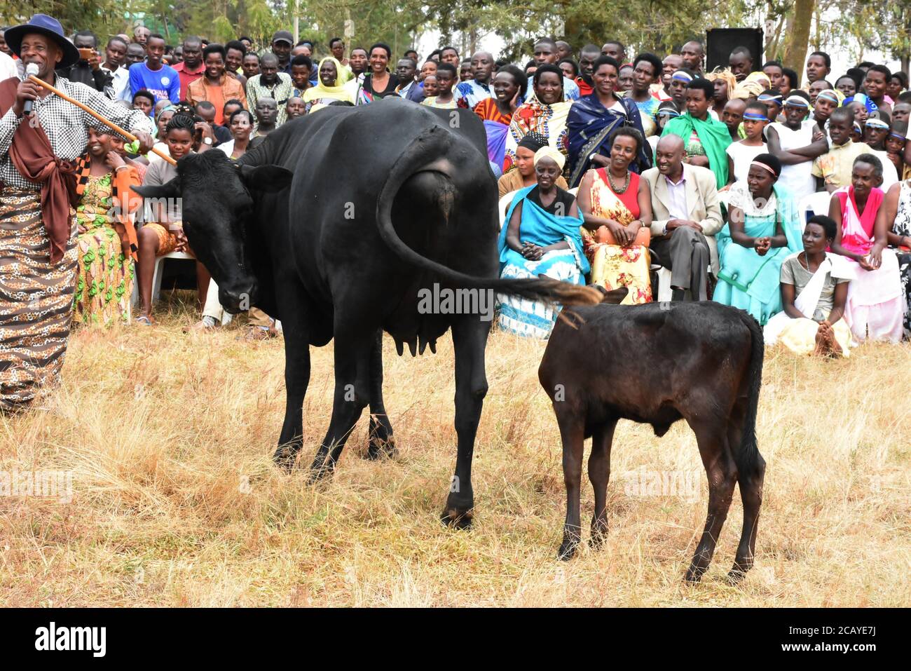 Ein Mann mit Mikrofon und Stick rezitiert Ruanda traditionell Hirtengedichte 'Amahamba' für zwei schwarze Kühe mit Zuschauerbewachungen Bei einer Veranstaltung Stockfoto