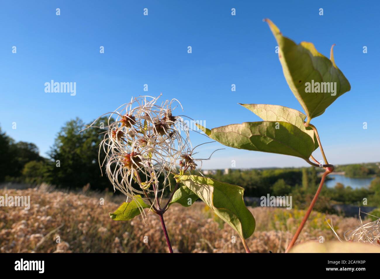 Baumwolldistel, genannt Onopordum Acanthium. Makrofotografie mit Blumenmuster. Nahaufnahme einer Blume im Sommer. Stockfoto