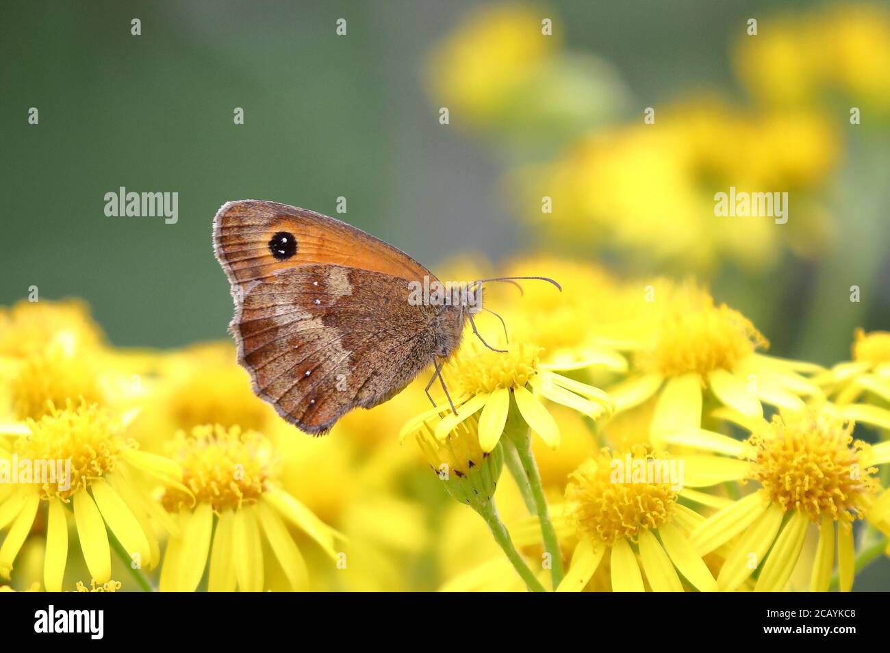 Gatekeeper Stockfoto