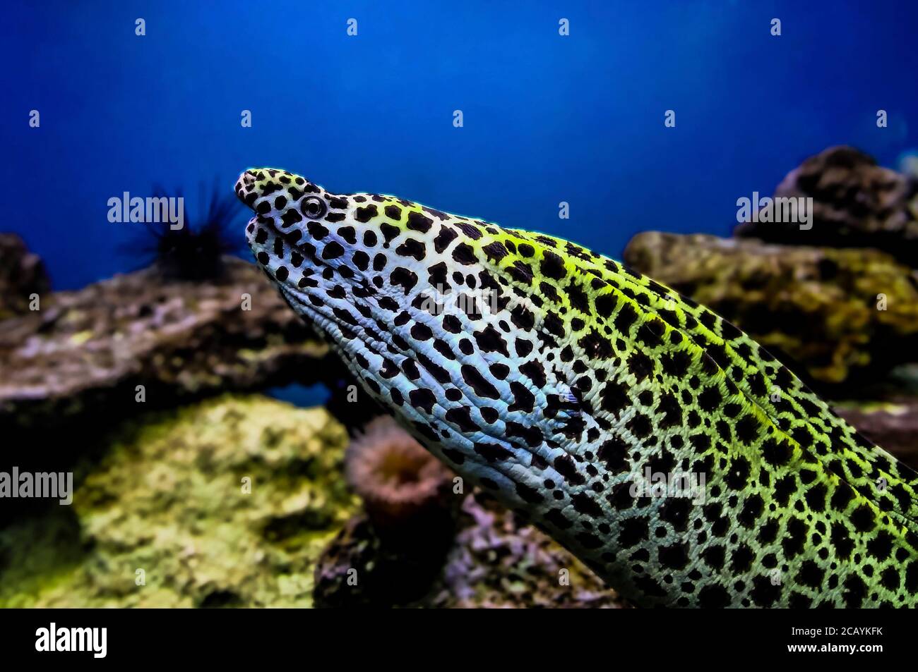 Schnurmuräne Gymnothorax favagineus im Korallenriff, das beste Foto Stockfoto