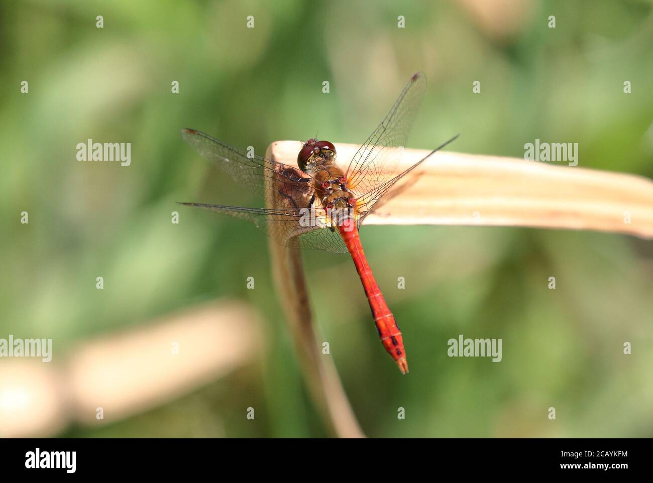 Männliche Ruddy Darter Stockfoto