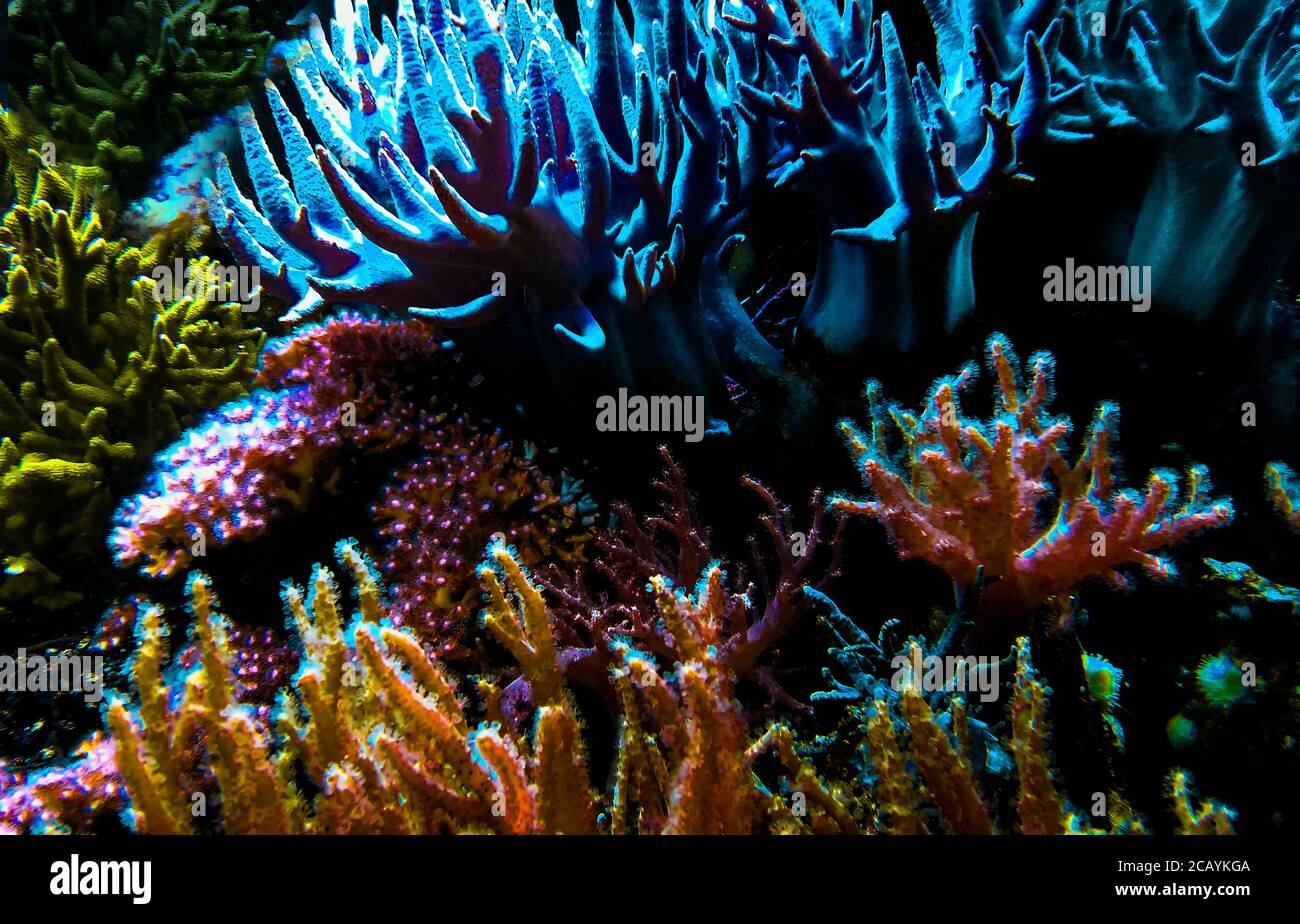 Schöne bunte Korallenriff und Seeanemonen in erstaunliches Licht, alles scheint in Farbe, das beste Foto Stockfoto