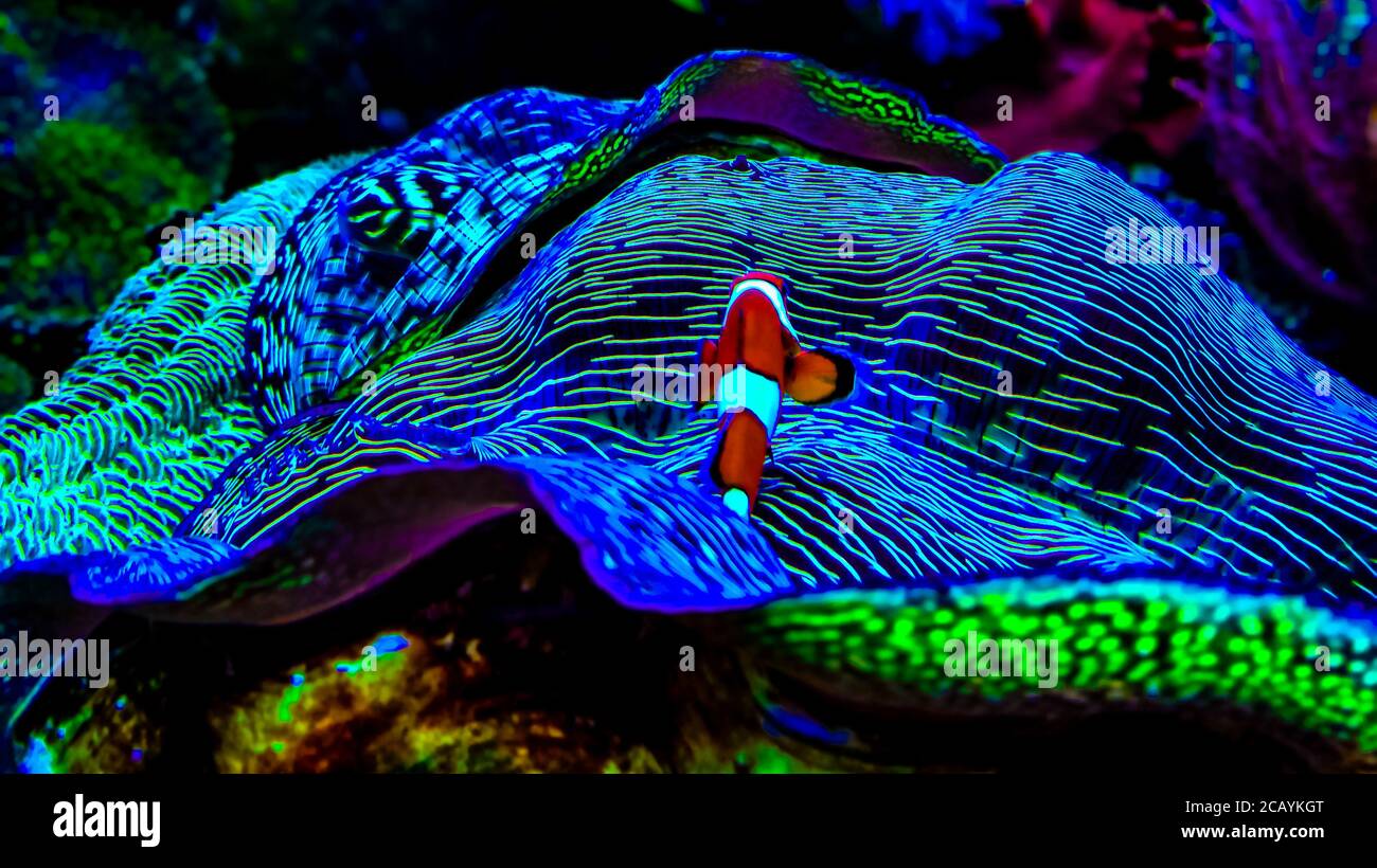 Schöne bunte Korallenriff und Seeanemonen in erstaunliches Licht, alles scheint in Farbe, das beste Foto. Stockfoto