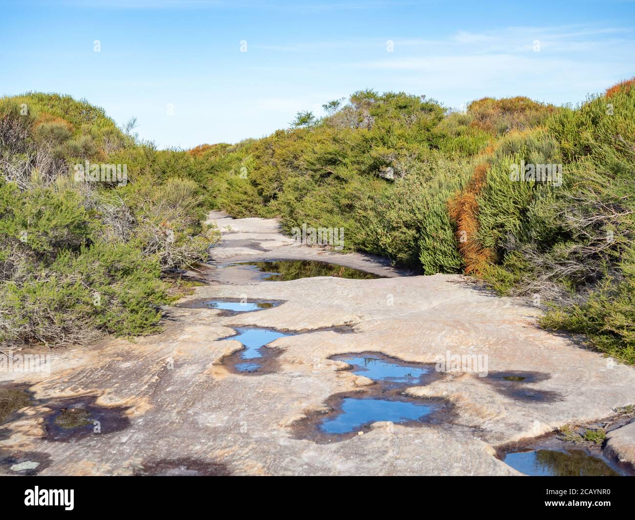 Walk Track mit Sandstein und einheimischen australischen Pflanzen Wächst an den Seiten Stockfoto
