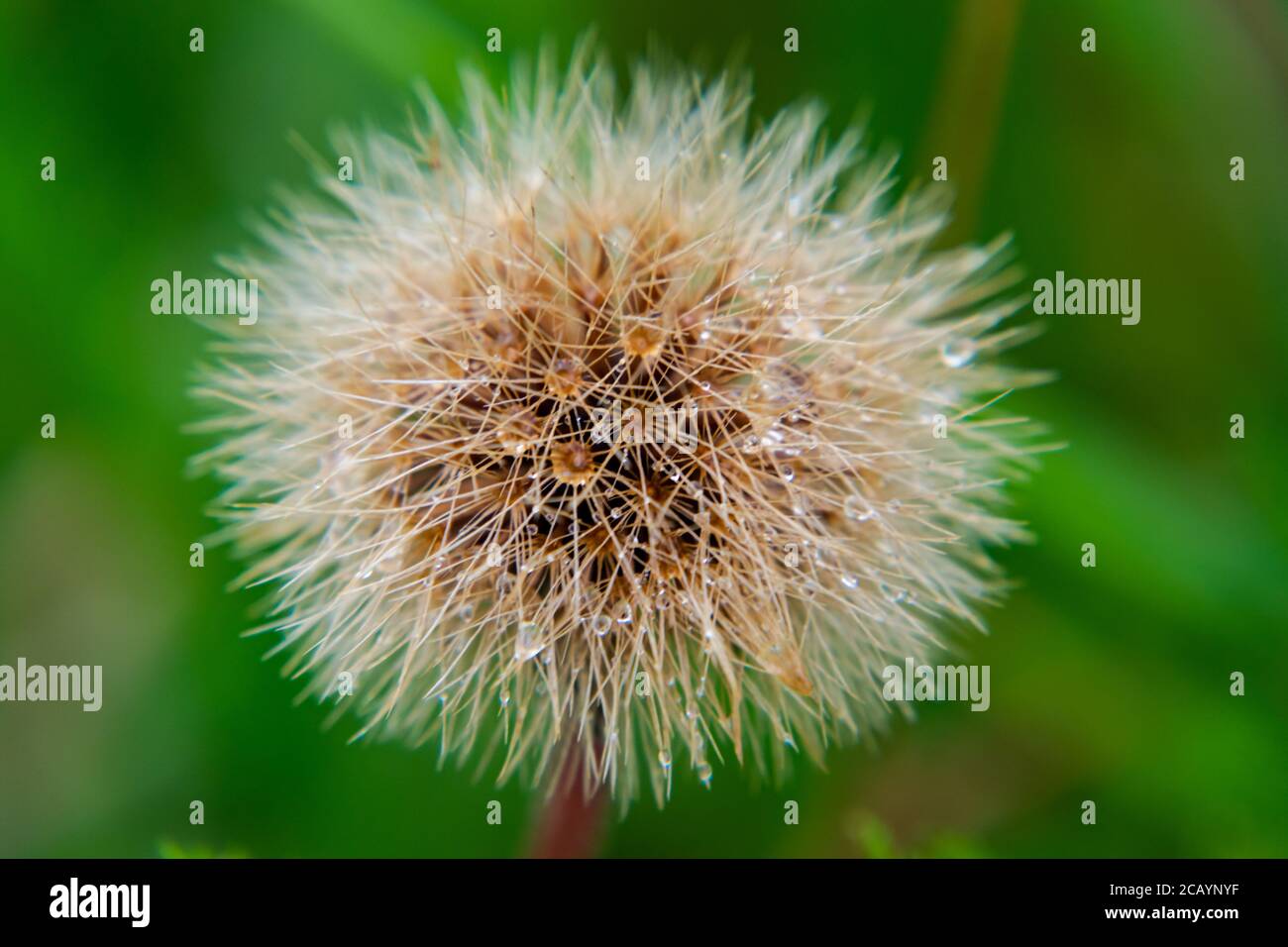 Nahaufnahme von Löwenzahn mit Wassertropfen darauf. Stockfoto