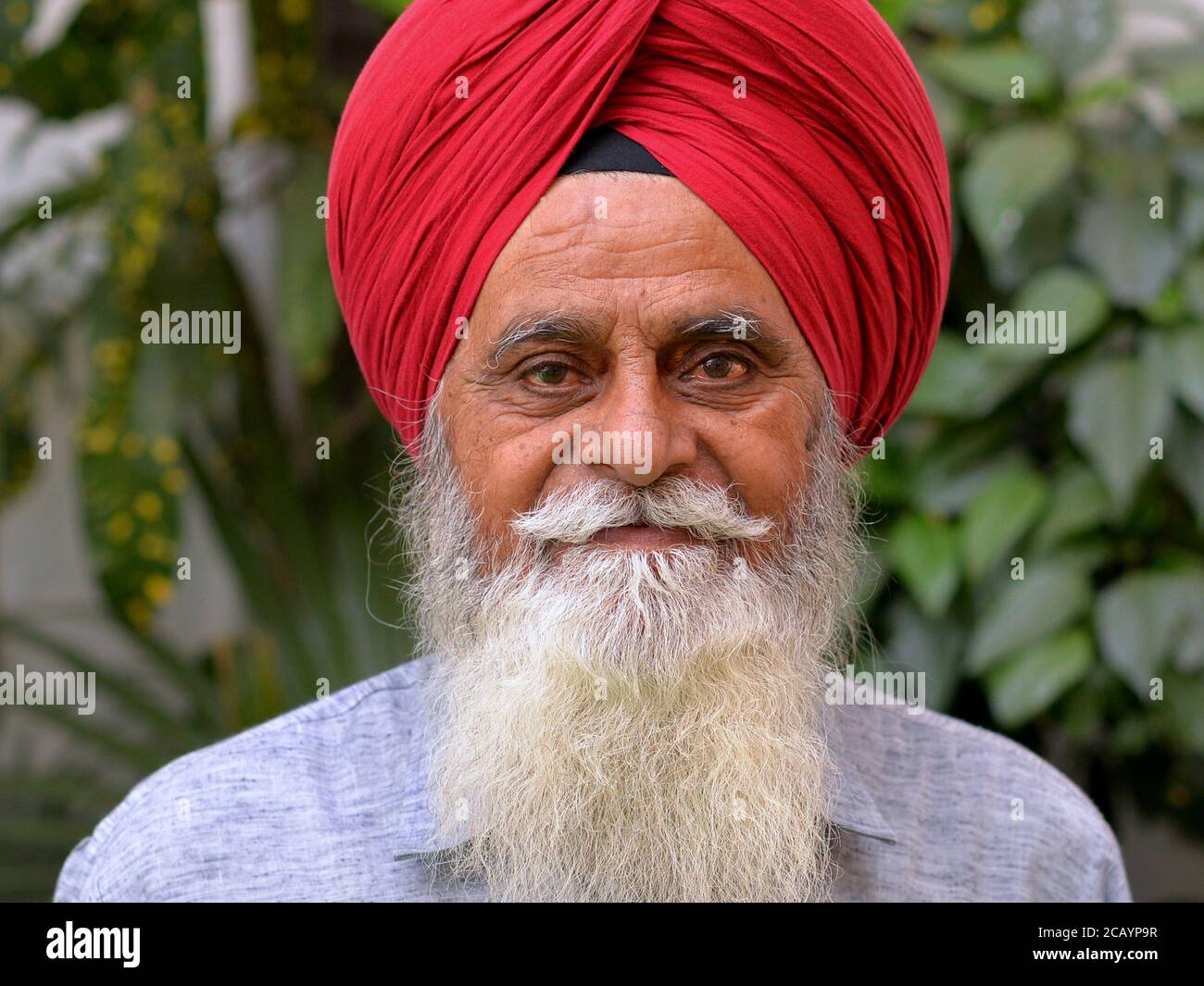Der alte indische Sikh-Mann mit weißem Bart und rotem Turban (dastar) posiert für ein Foto und schaut in die Kamera. Stockfoto