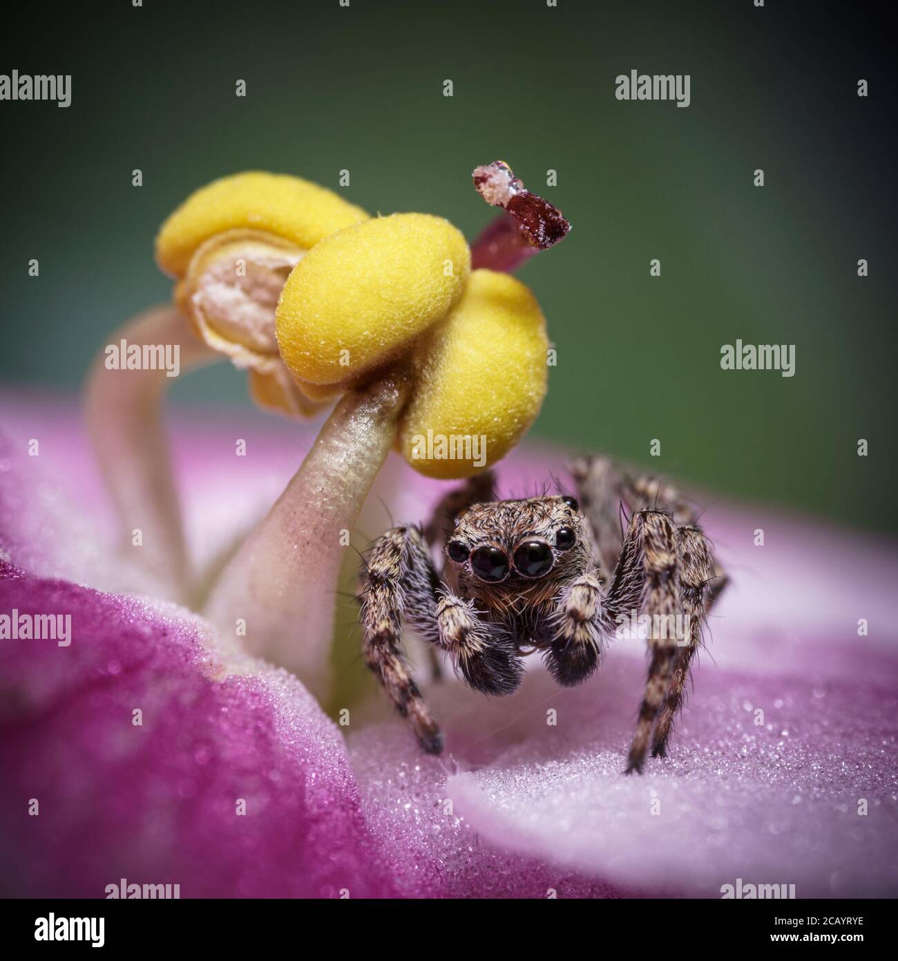 Springende Spinne unter den Stanzen eines Veilchens Stockfoto