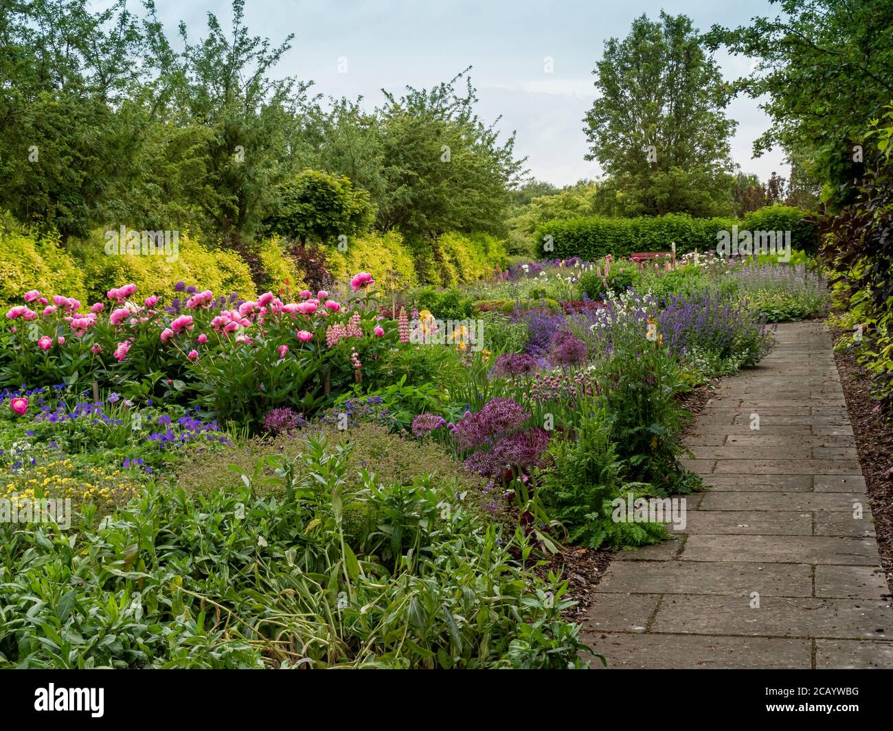 Farbenfrohe Blumenränder im Sommer und ein gepflasterter Steinweg in einem Garten in North Yorkshire, England Stockfoto