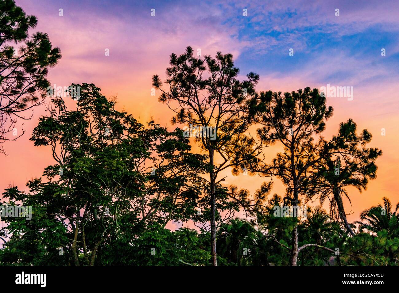 Sarasota, USA, 9. August 2020. Bäume vor einem bunten Himmel bei Sonnenuntergang in den Meadows, Sarasota, Florida. Kredit: Enrique Shore/Alamy Stock Foto Stockfoto