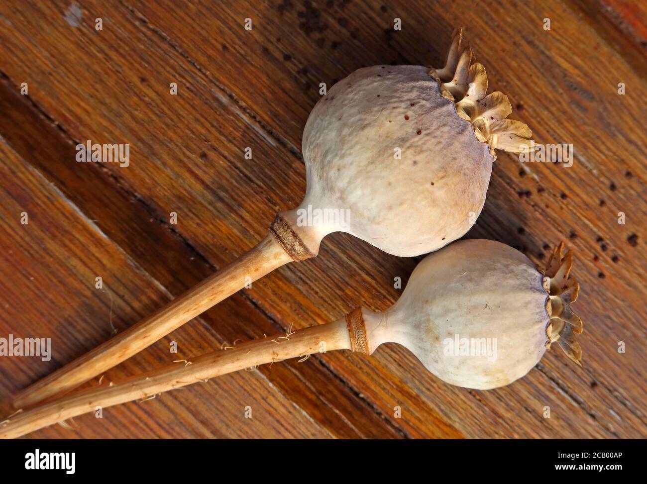 Flacher Fokus Mohnköpfe und schwarze Mohnsamen, auf einem Holzbank, Papaver somniferum Stockfoto