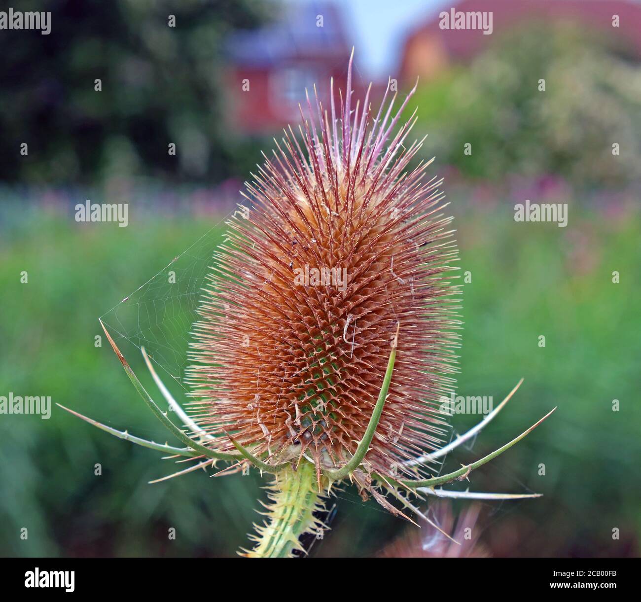 Teesel, Samenkopf, Teeselfamilie, Dipsacaceae - Teaselblütenkopf Dipsacus fullonum auf einem Sommerfeld Stockfoto