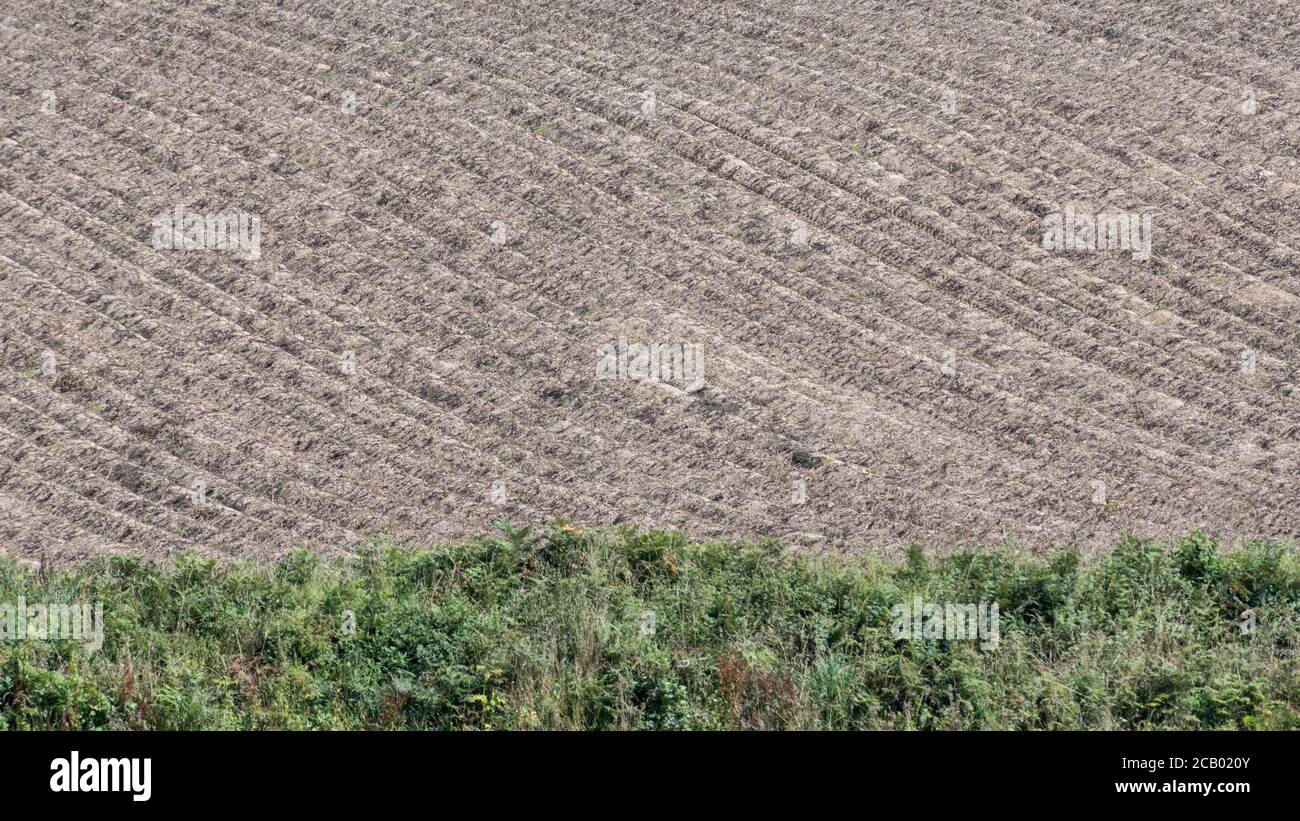 16:9 Querformat. Abstraktes Feld von Kartoffelgraten mit entlaubten Pflanzen und abgestorbenen Schals warten auf die Ernte (in der Regel 2 Wochen nach dem Belag). Stockfoto