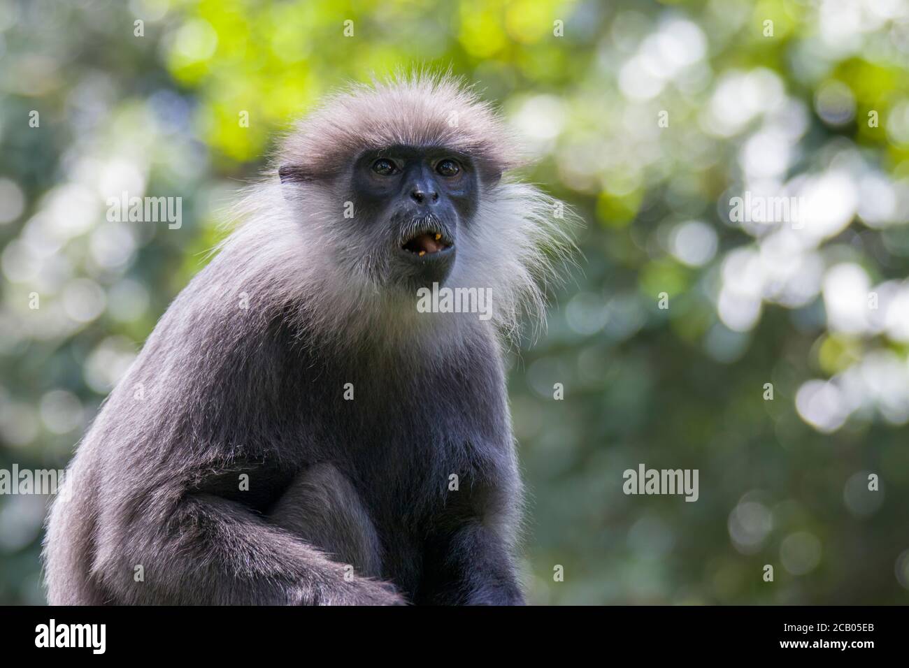 Der Lila-gesichtige Langur (Semnopithecus vetulus) ist eine Art des Altweltaffen, die in Sri Lanka endemisch ist. Stockfoto