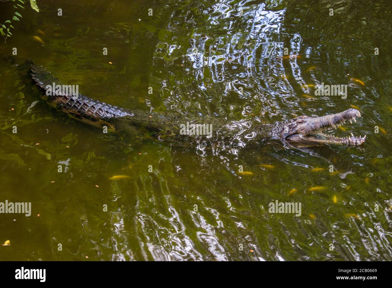 Der falsche Gharial ist ein Süßwasser-Krokodil aus Malaysia, Borneo, Sumatra und Java. Stockfoto