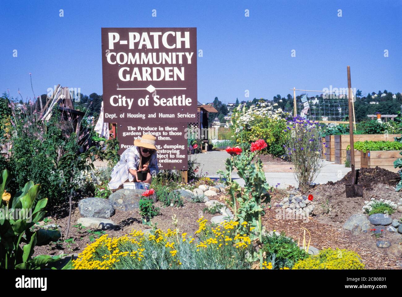 Frau, die in P-Patch Community Garden, Seattle, Washington, USA, arbeitet Stockfoto