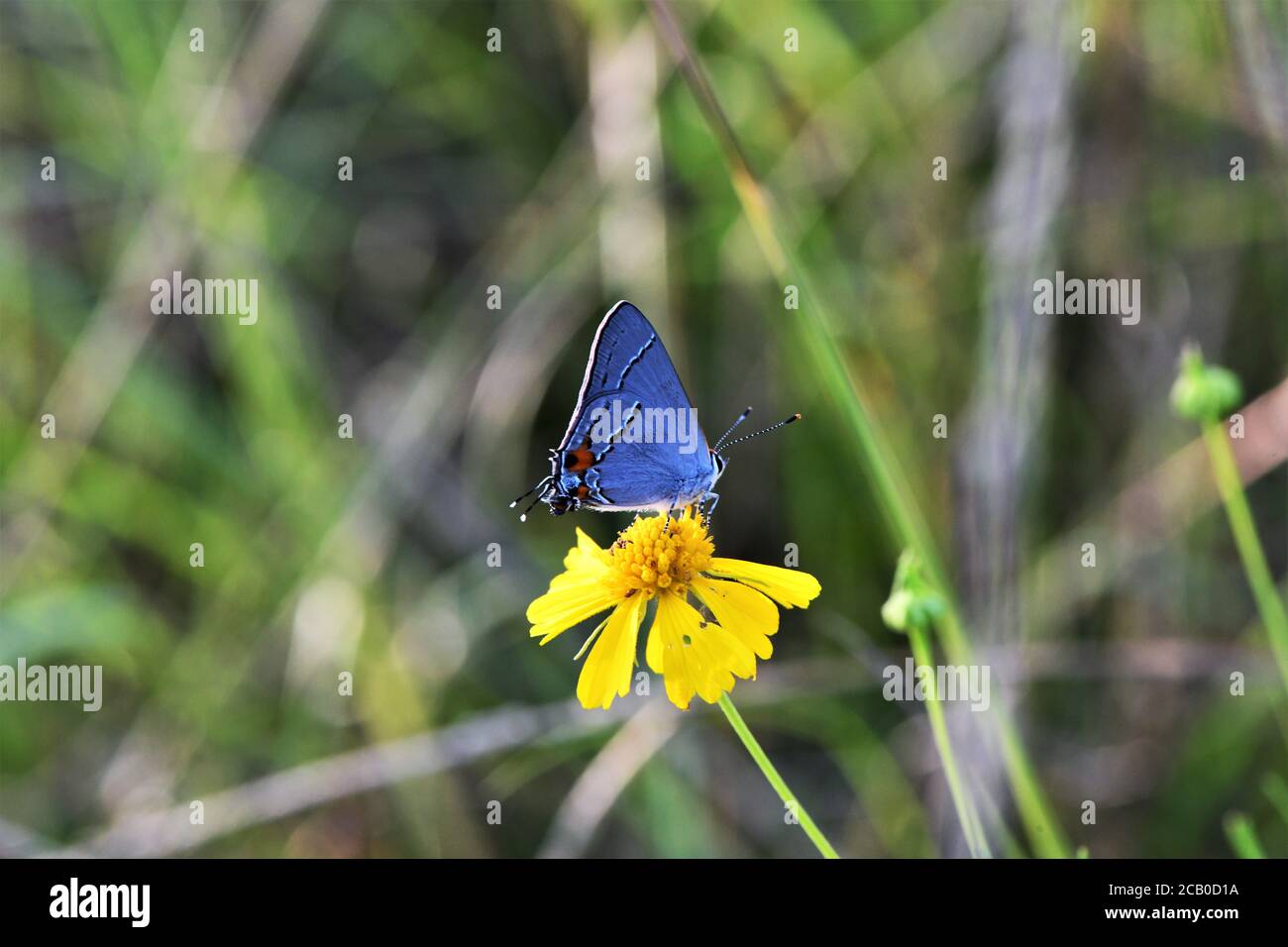 Grauer Schmetterling. Stockfoto