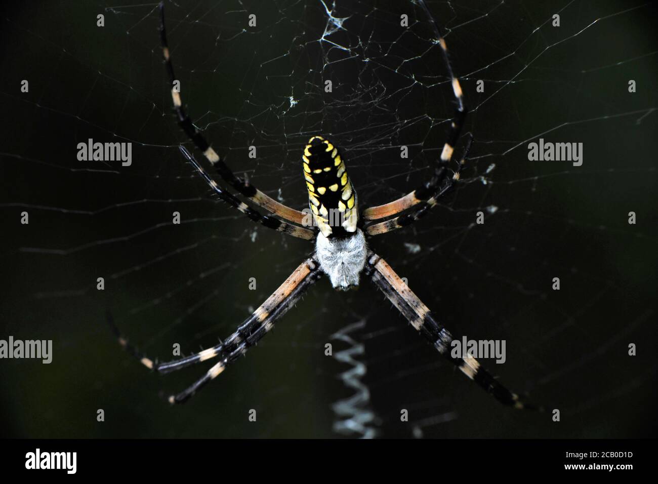Goldener Seide orb-Weber oder Banane Spider Stockfoto