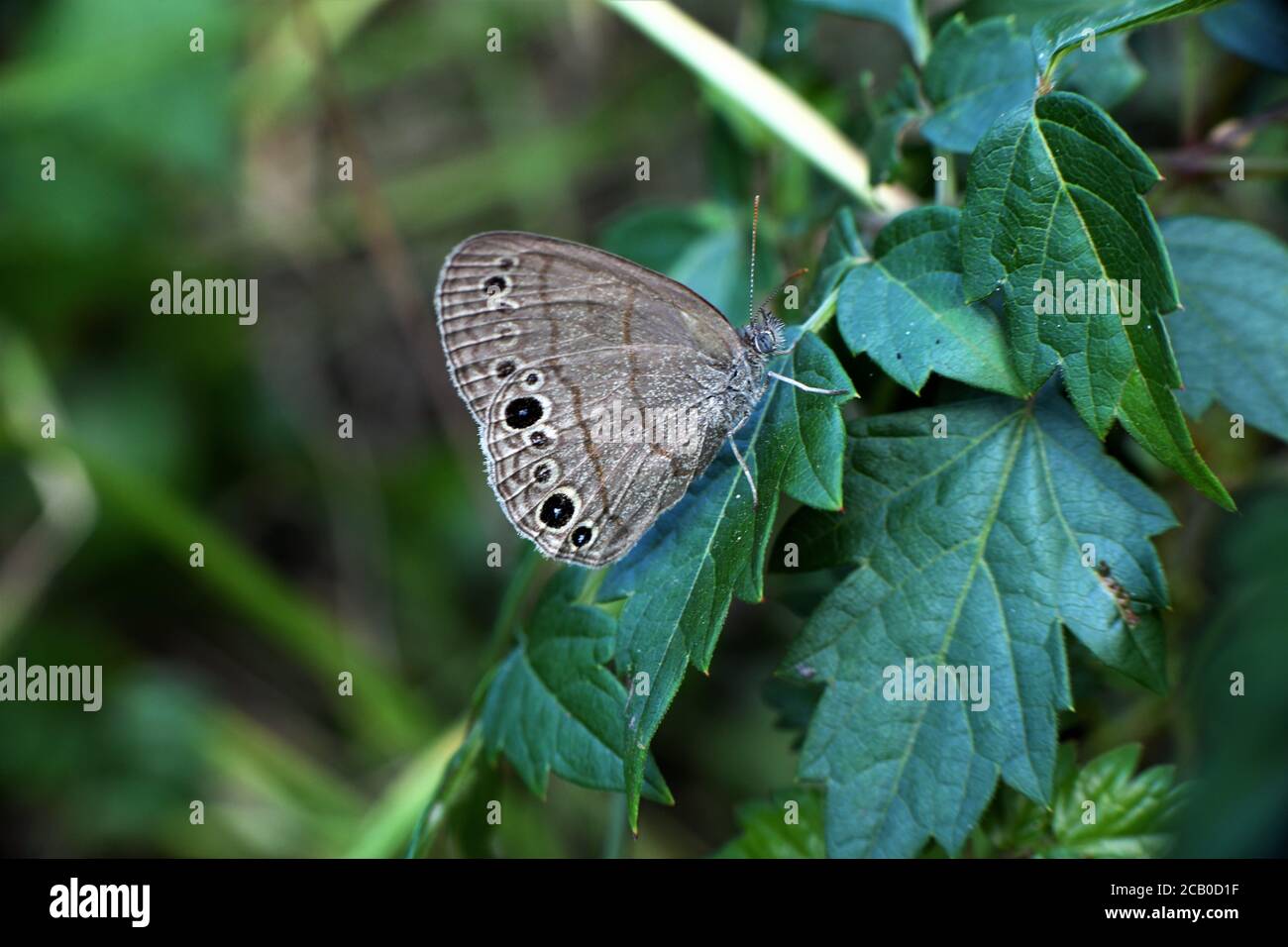 Grauer Carolina-Satyr-Schmetterling. Stockfoto