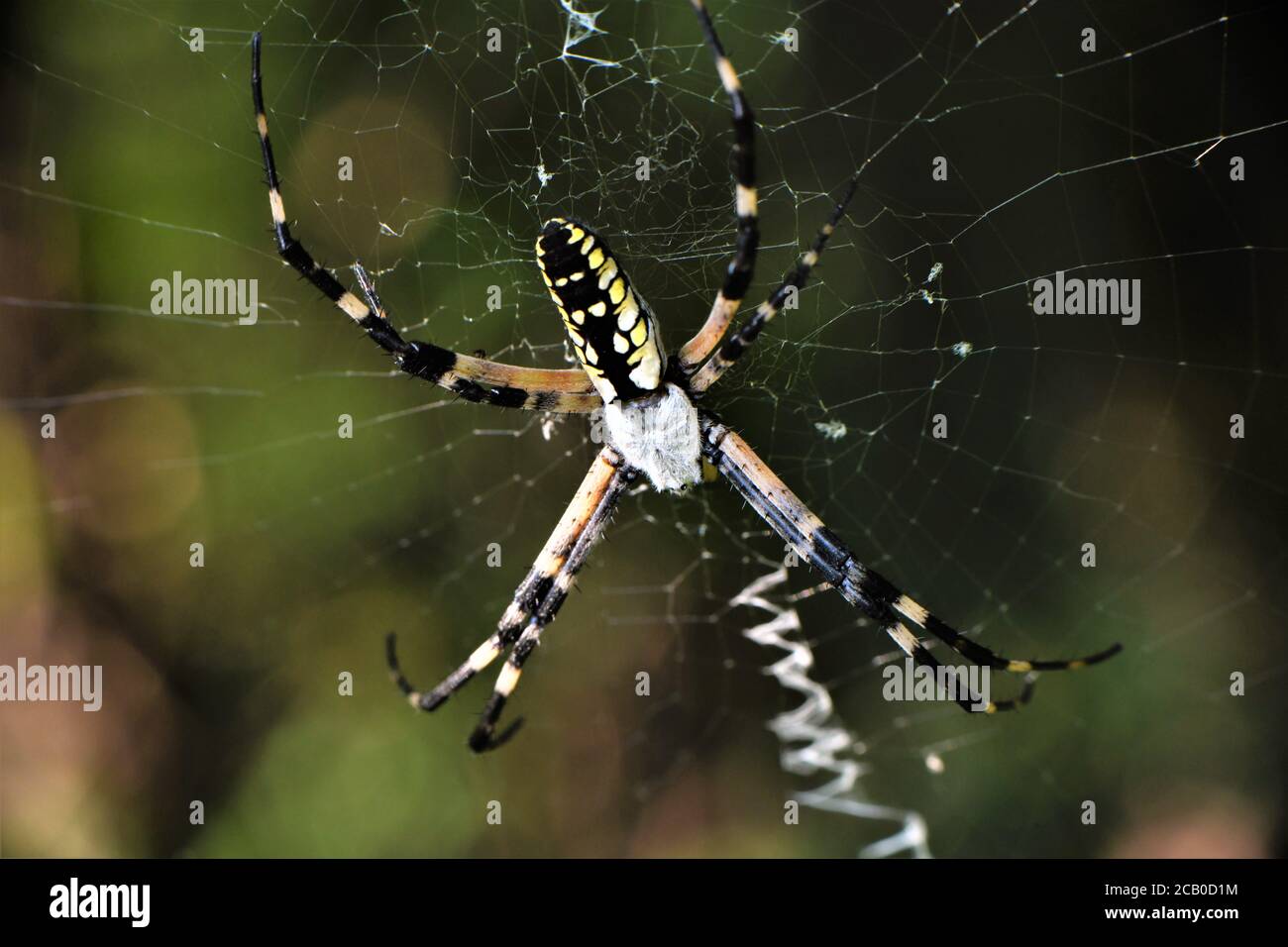 Goldener Seide orb-Weber oder Banane Spider Stockfoto