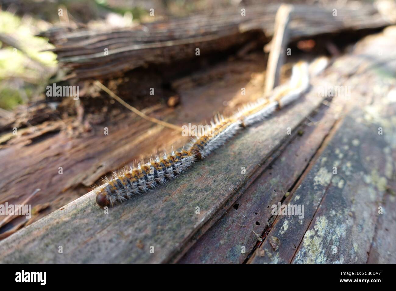 Thaumetopoea pinivora, der östliche Kiefernprozessionar, der auf der Rinde des Kiefernbaumes geht. Stockfoto