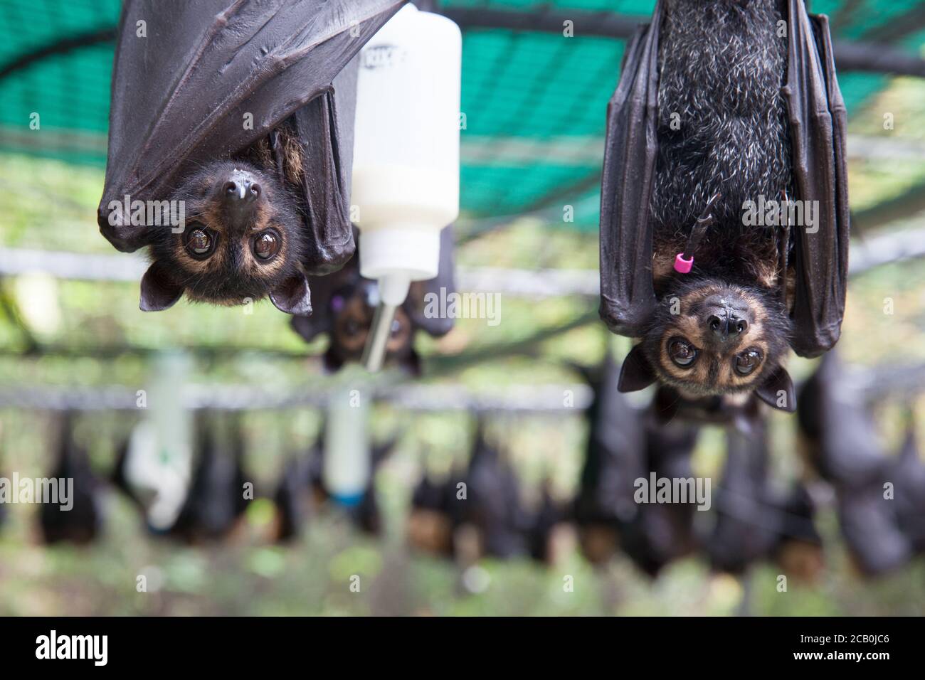 Überlebende von Hitzestress. Brillenfliegende Fuchswaisen (Pteropus auffallillatus). Tolga Bat Hospital. Dezember 2018. Atherton Tablelands. Australien. Stockfoto