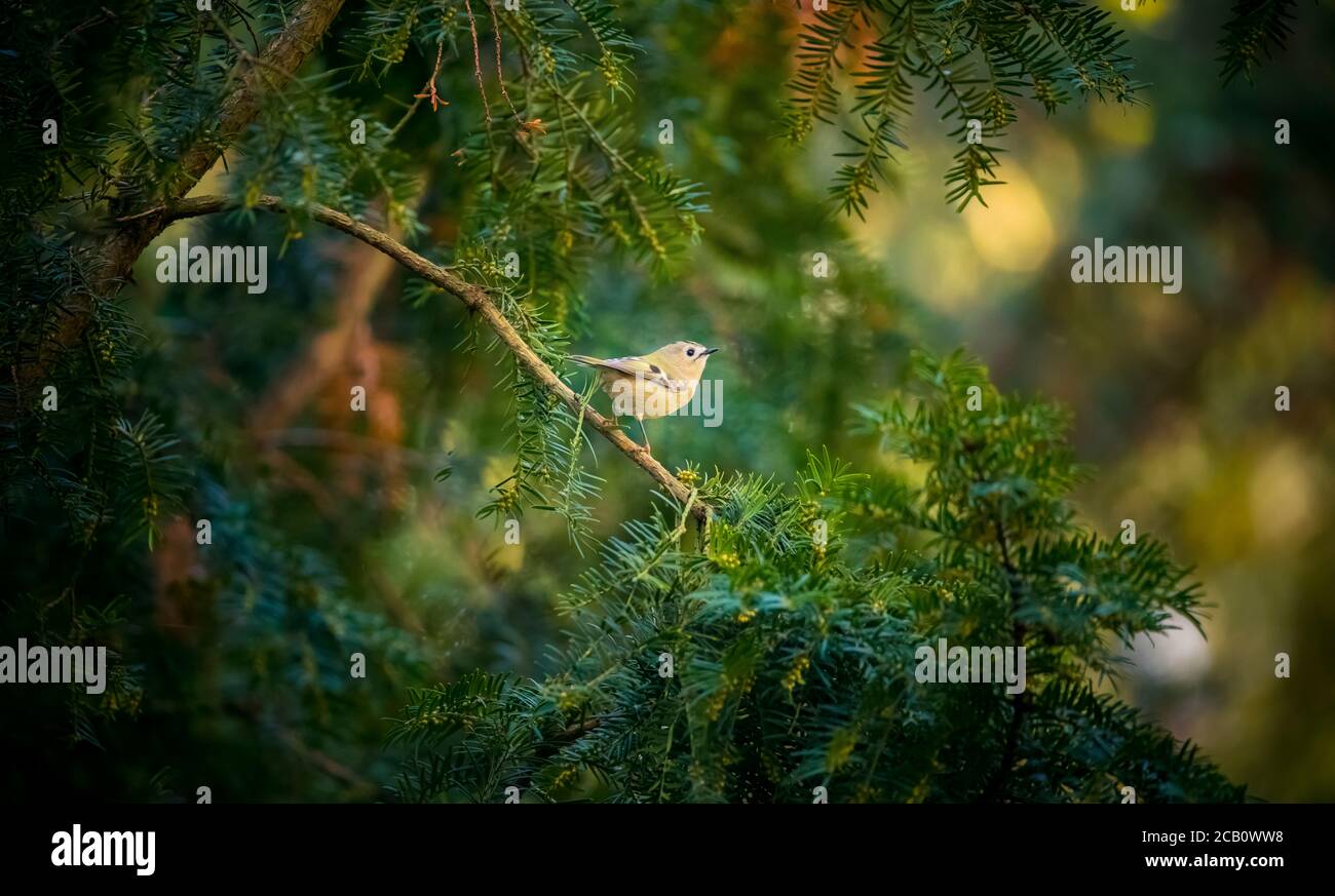 Goldwappen auf dem Fichtenzweig Regulus regulus Europäischer kleinster singvogel im Naturlebensraum. Das Goldwappen ist ein sehr kleiner Singvogel Stockfoto
