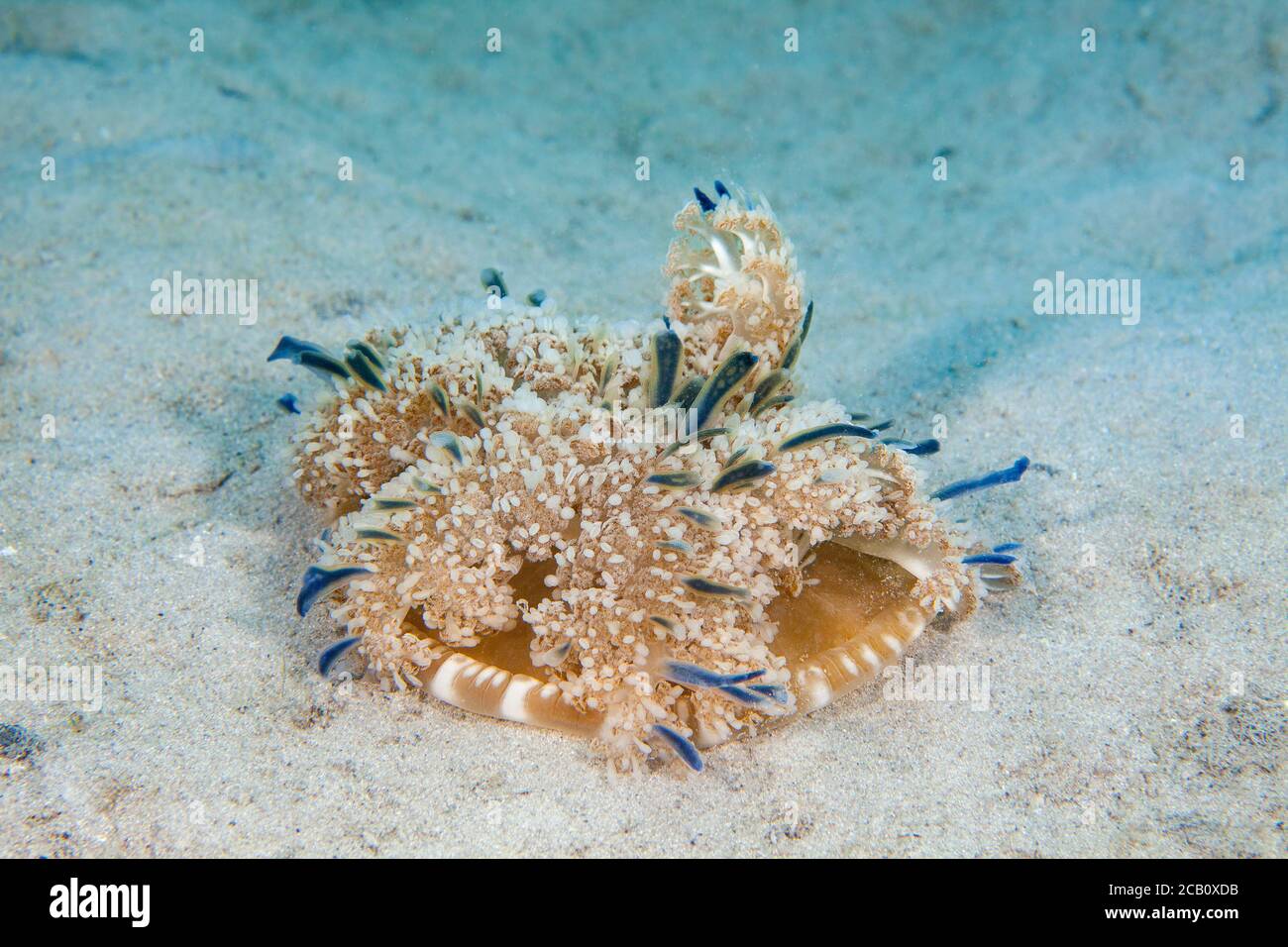Diese Mangrovenqualle Cassiopea xamachana imitiert ihre Nähe zu den Seeanemonen und wird häufig als ruhende, glockenlose Tentakfische gesehen Stockfoto