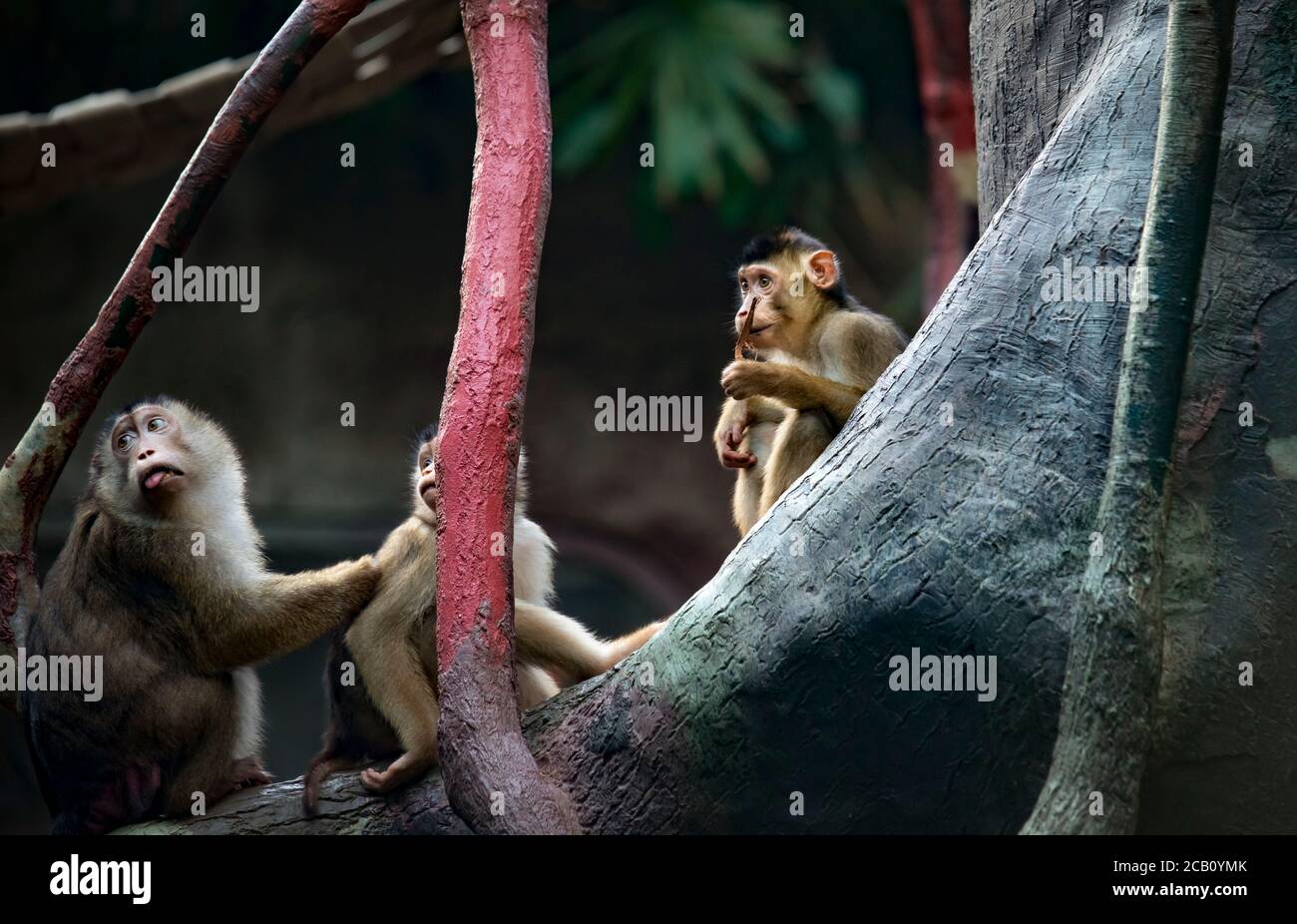 Eine Gruppe junger südlicher Schweinschwanz-Macaca nemestrina, mittelgroße Alte-Welt-Affen. Dunkler Waldhintergrund. Zoo Prag. Das beste Foto. Stockfoto