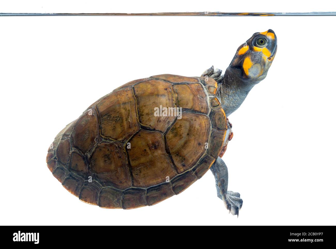 Die gelbgefleckte Amazonas-Flussschildkröte oder die gelbgefleckte Flussschildkröte (Podocnemis unifilis) ist eine der größten südamerikanischen Flussschildkröten. Stockfoto