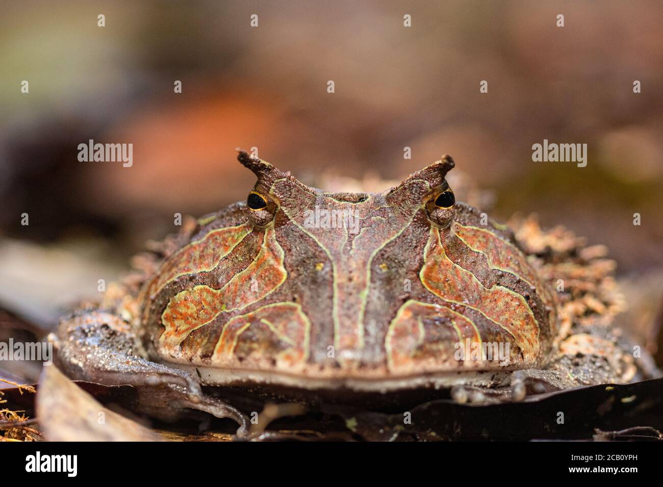 Der Surinam-gehörnte Frosch (Ceratophrys cornuta), auch bekannt als Amazonas-gehörnte Frosch, ist ein sperriger Frosch mit einer Größe von bis zu 20 Zentimetern (7.9 Zoll) in t Stockfoto