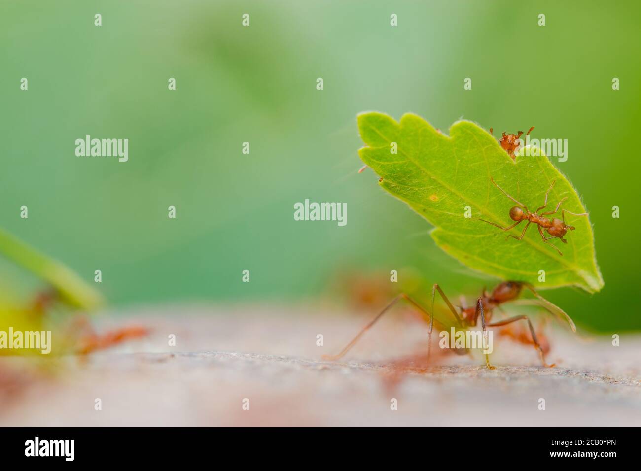 Blattschneiderameisen der Gattung Atta, die in der Lage sind, das zwanzigfache ihres Körpergewichts zu tragen und frische Vegetation (in diesem Fall Blätter) zu schneiden und zu verarbeiten Stockfoto