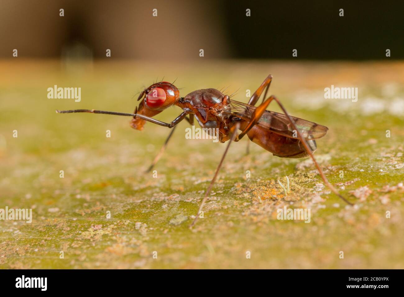 Ameisenmikry ist die Mimikry von Ameisen durch andere Organismen. Ameisen sind auf der ganzen Welt reichlich vorhanden, und Insektenfresser, die auf Vision angewiesen sind, um ihre PR zu identifizieren Stockfoto