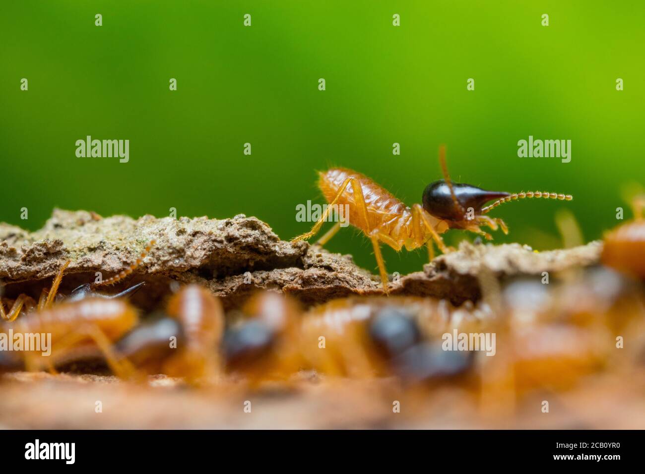 Termiten in Antioquia, Kolumbien Stockfoto