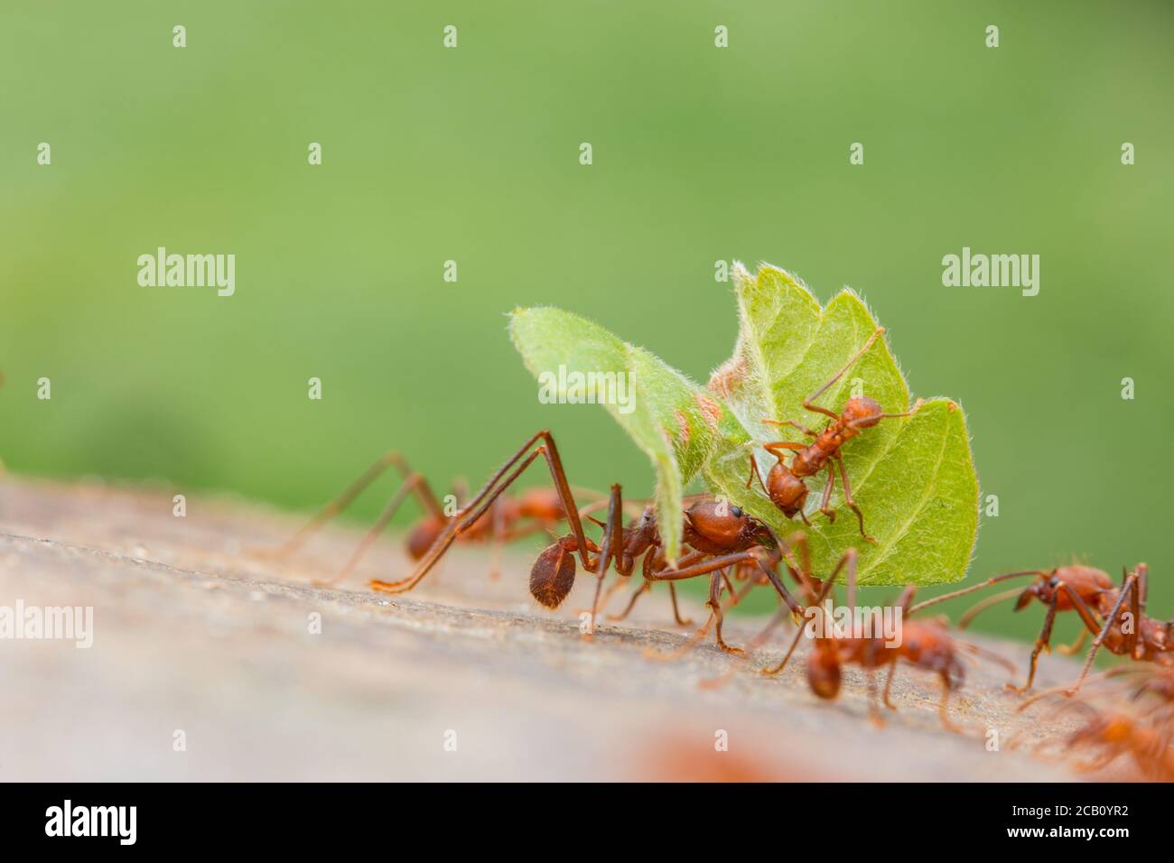 Blattschneiderameisen der Gattung Atta, die in der Lage sind, das zwanzigfache ihres Körpergewichts zu tragen und frische Vegetation (in diesem Fall Blätter) zu schneiden und zu verarbeiten Stockfoto