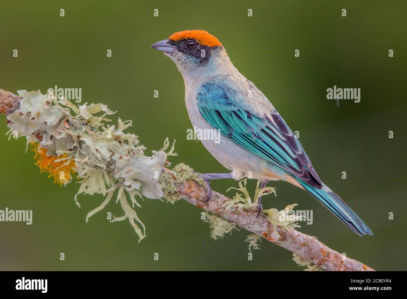 Der Scrub Tanager (Tangara vitriolina) ist eine Vogelart aus der Familie Thraupidae, die in Kolumbien und Ecuador gefunden wird. Icononzo, Tolima, Kolumbien Stockfoto