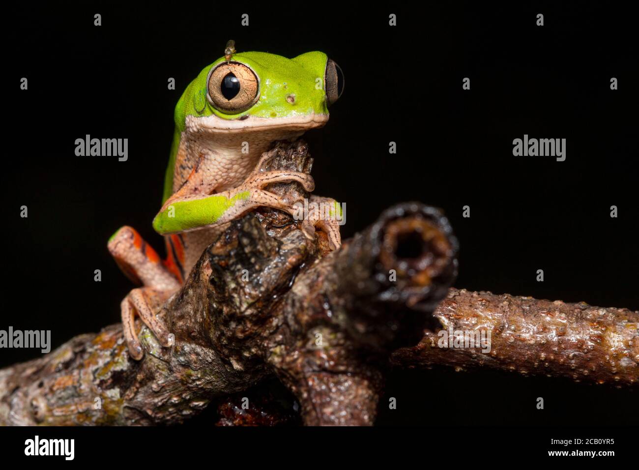 Nördlicher Orangenblattfrosch oder Tigerbeiner Affenfrosch (Pitheopus hypochondrialis) in der Familie Phyllomedusidae in Südamerika gefunden. Stockfoto
