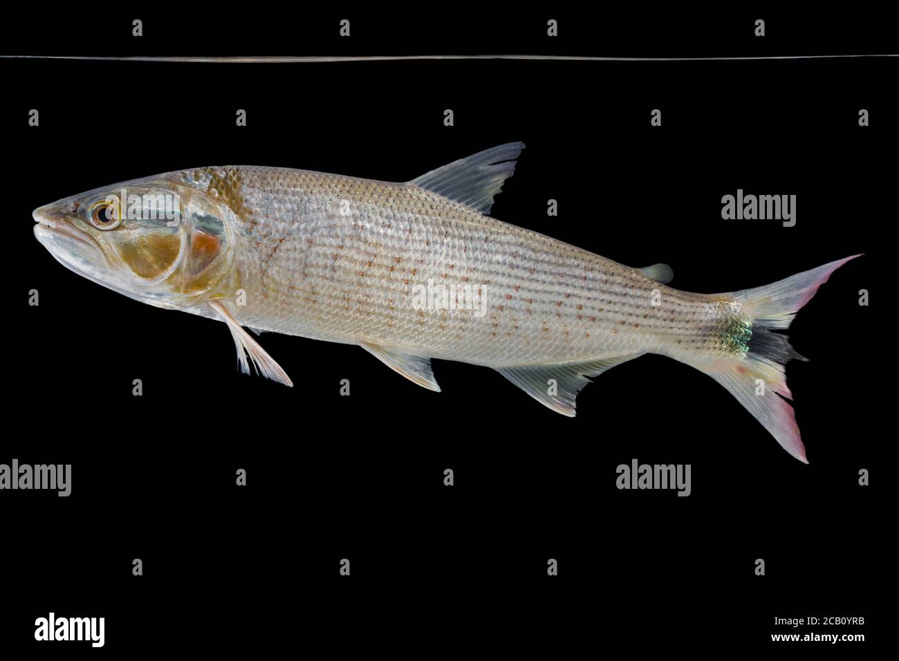 Salminus hilarii Valenciennes, 1850 ist ein typischer Raubfisch, der in schnell fließenden Bächen und Flüssen gefunden wird. Die Individuen der Art sind verteilter Stockfoto