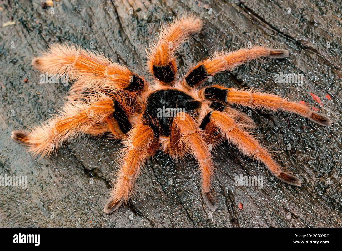 Kolumbianischer Riesentarantula oder kolumbianischer Riesenrotbein (Megaphobema robustum), Kolumbien Stockfoto