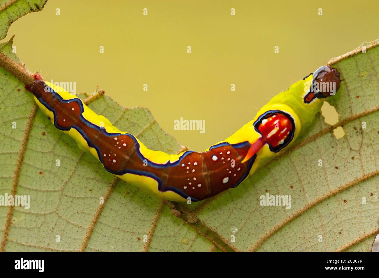Bunte Raupe, die sich auf einem Blatt in den Savannenhügeln von Meta, Kolumbien ernährt Stockfoto