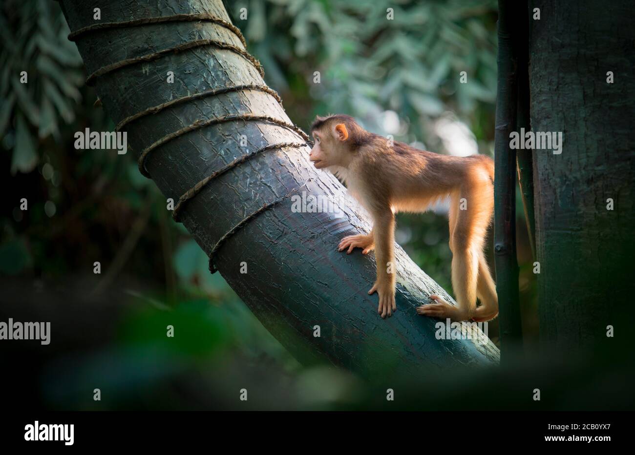 Eine Gruppe junger südlicher Schweinschwanz-Macaca nemestrina, mittelgroße Alte-Welt-Affen. Dunkler Waldhintergrund. Zoo Prag. Das beste Foto. Stockfoto